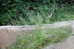 Eragrostis atrovirens
